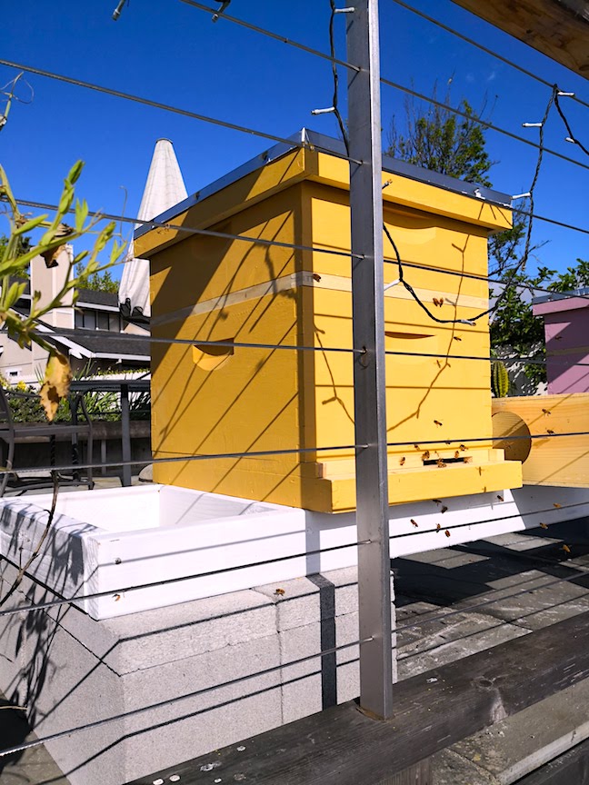 The bee boxes painted with Roman Yellow Sinopia Milk Paint seem to be popular with the tenants