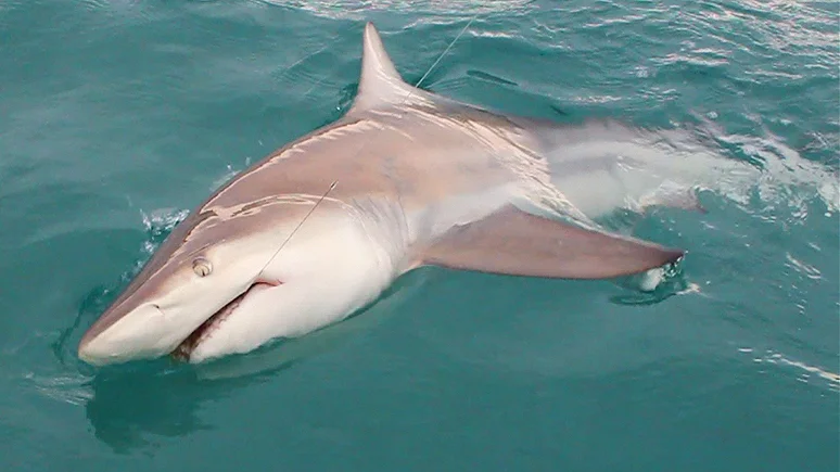 Of Sharks & Silver Kings in Florida