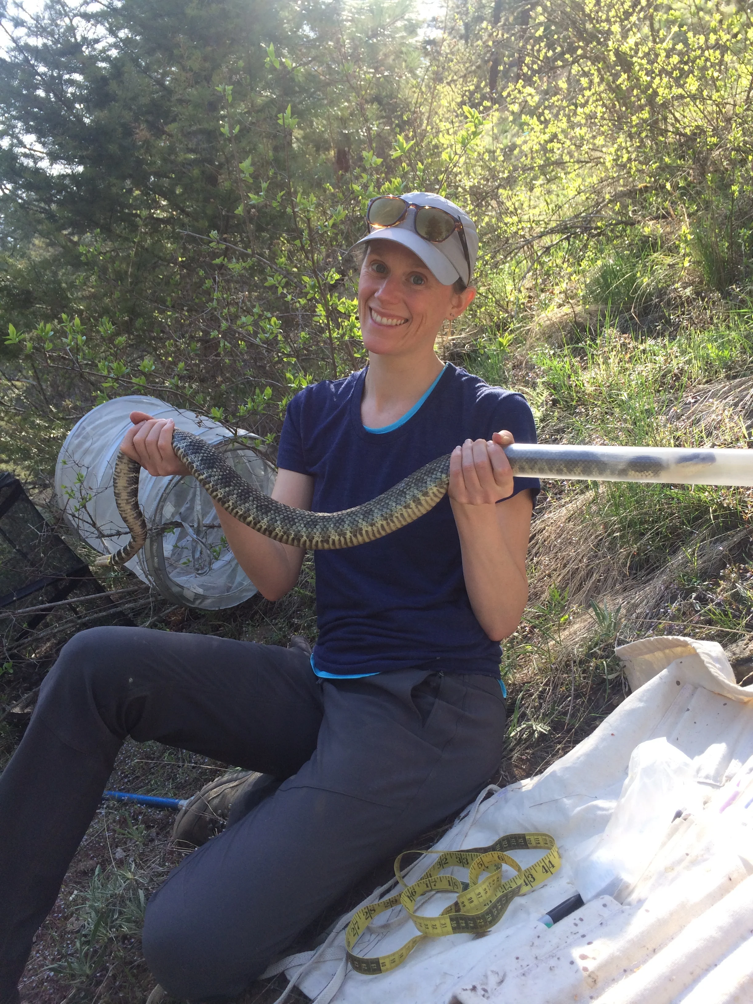 Western Rattlesnake Research in the Okanagan Valley