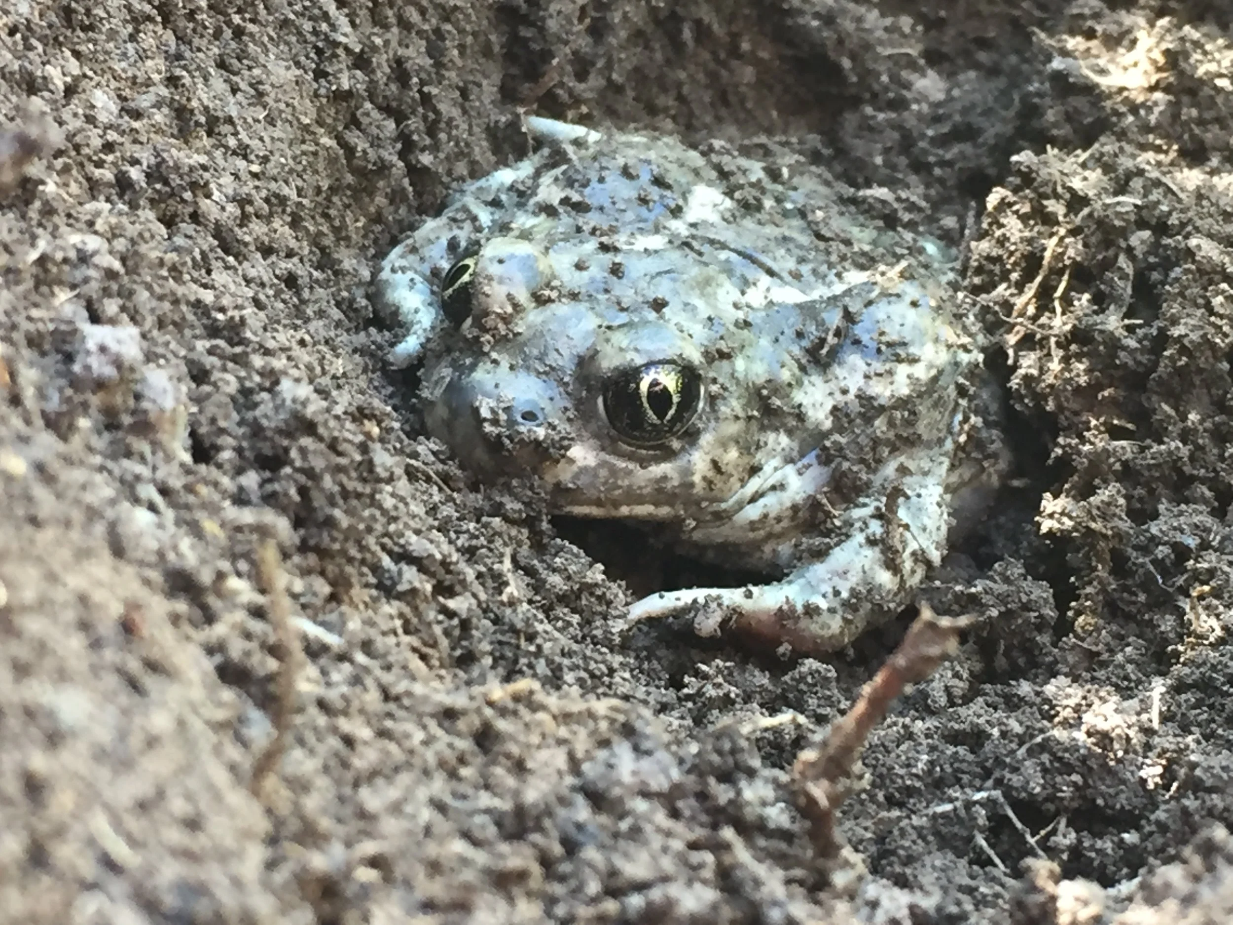 Great Basin Spadefoot