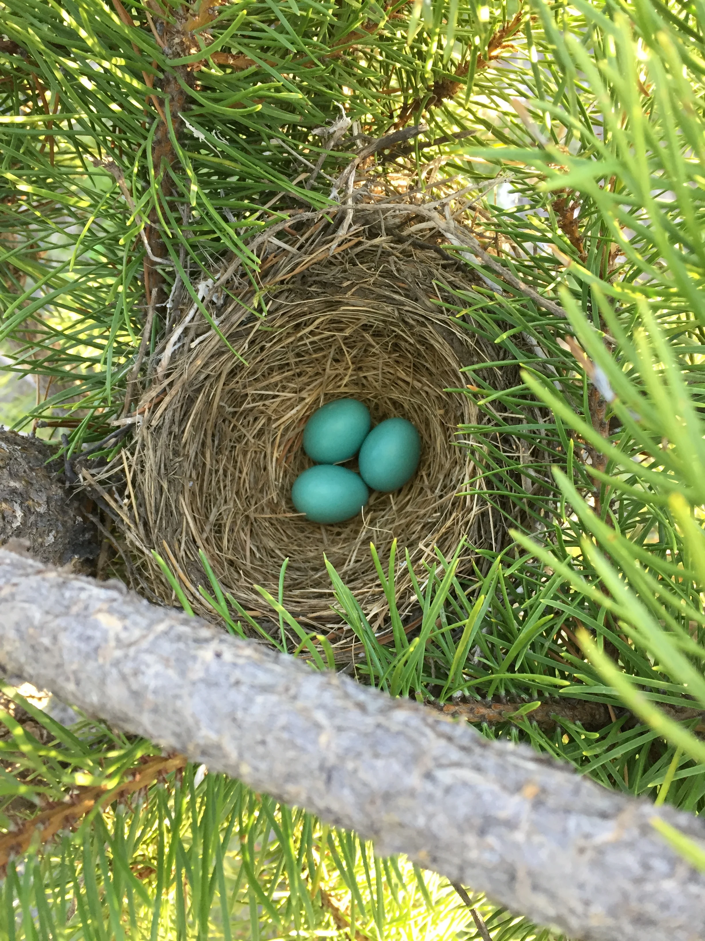 American Robin nest and eggs