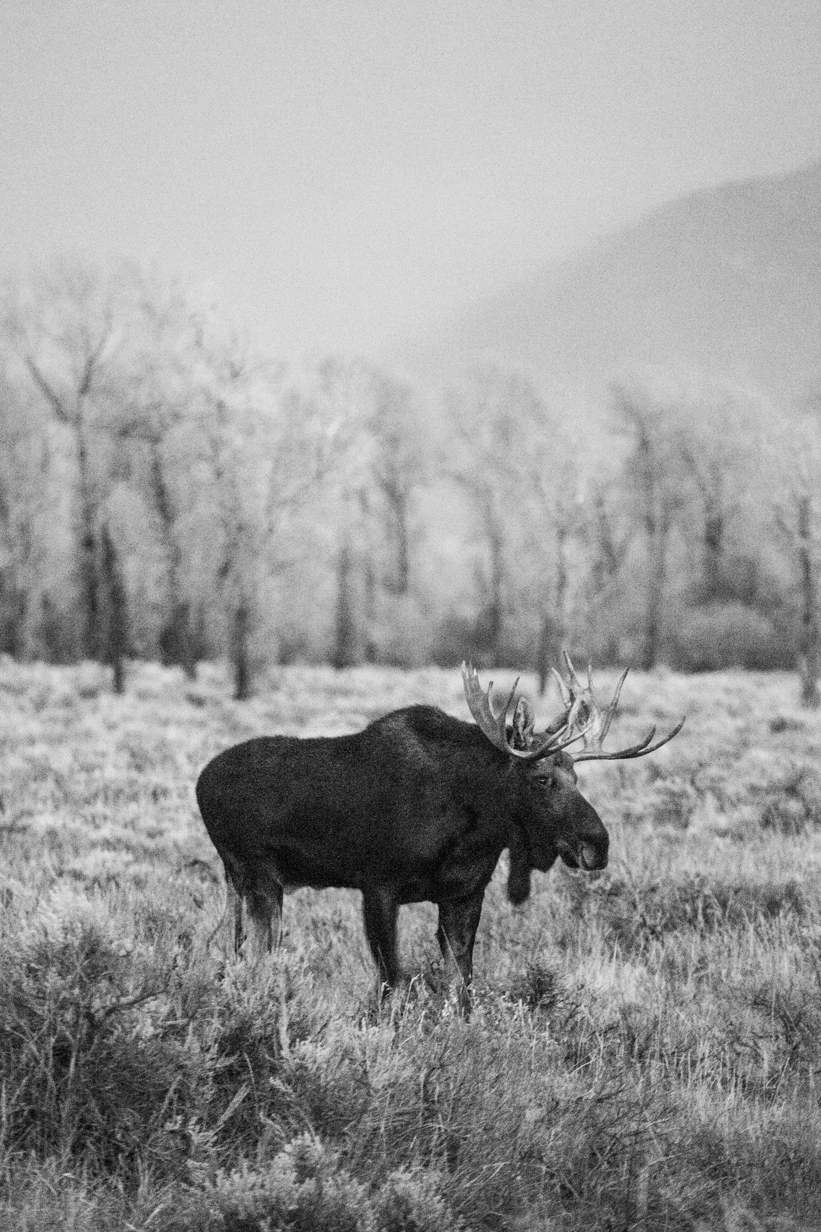 evening bull moose