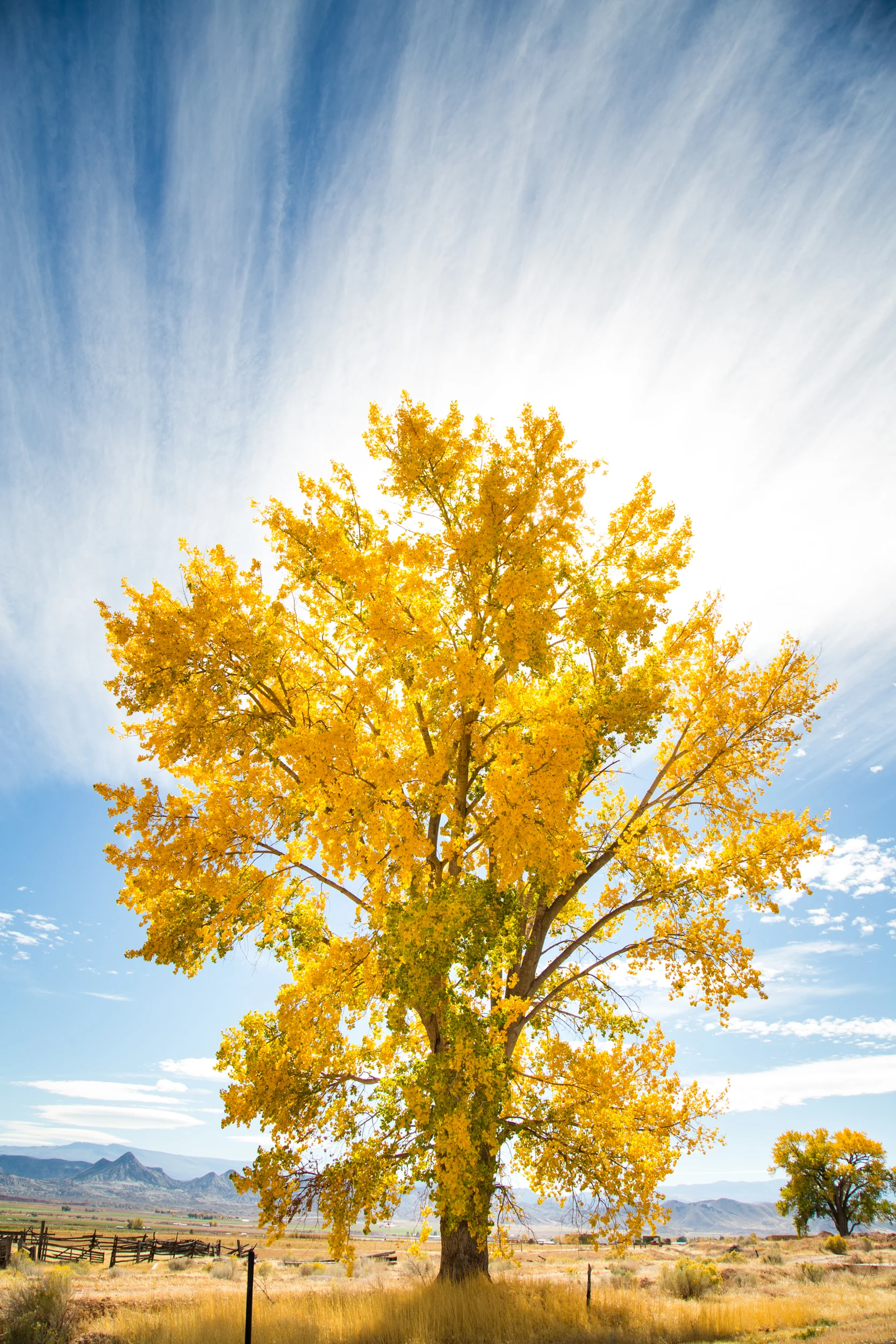 backlit yellow tree in utah