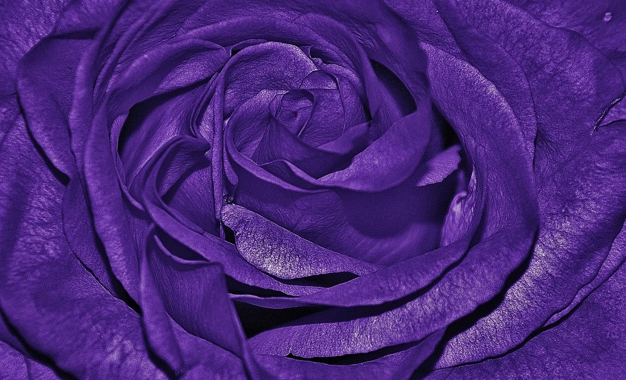 roses-320209_1280.jpg