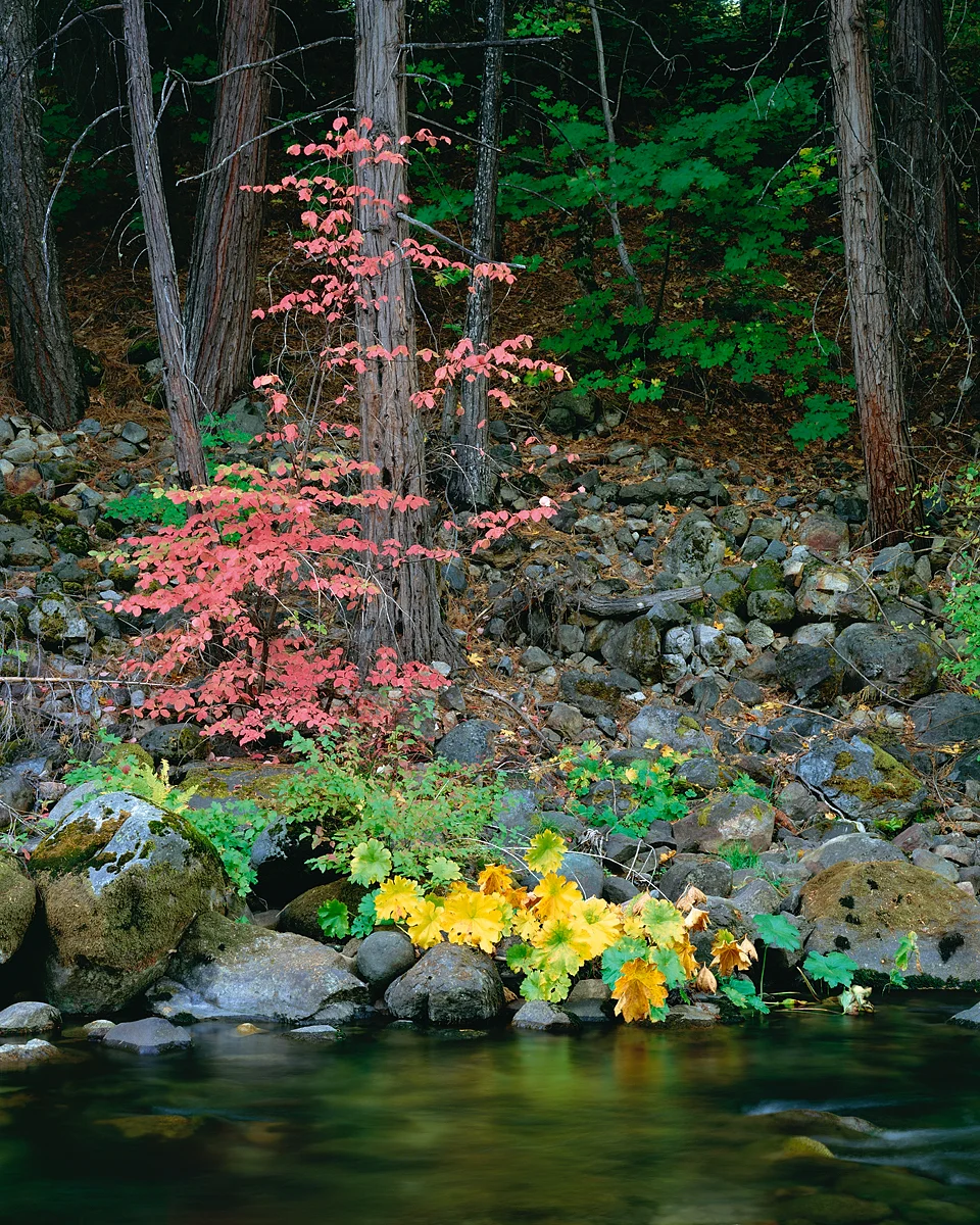 Dogwood and Cedar.jpg
