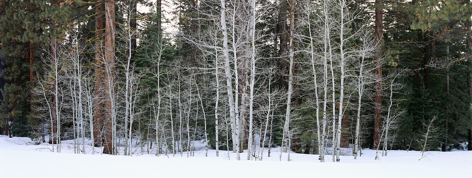 Winter Aspens and Pine Forest Panorama