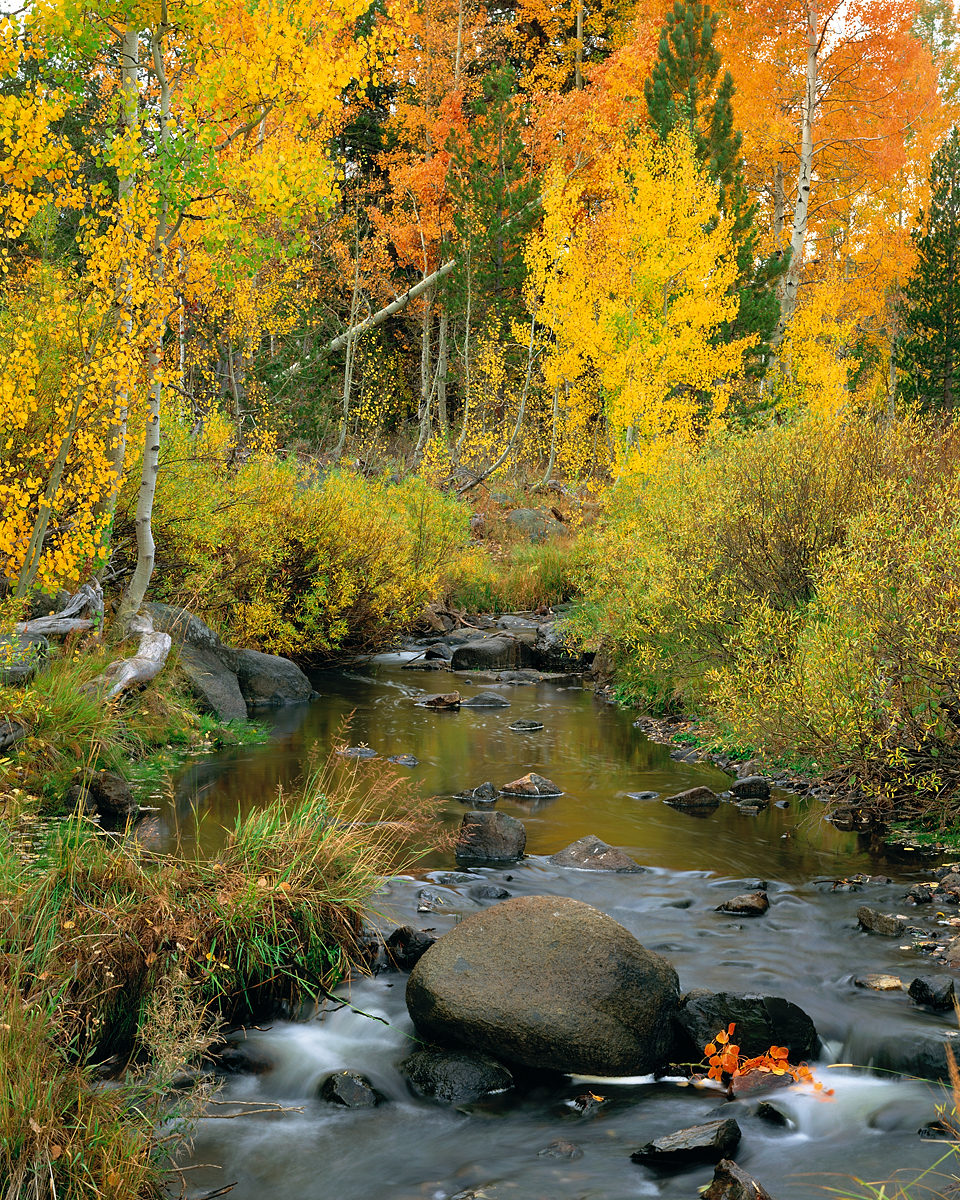 Autumn Splendor