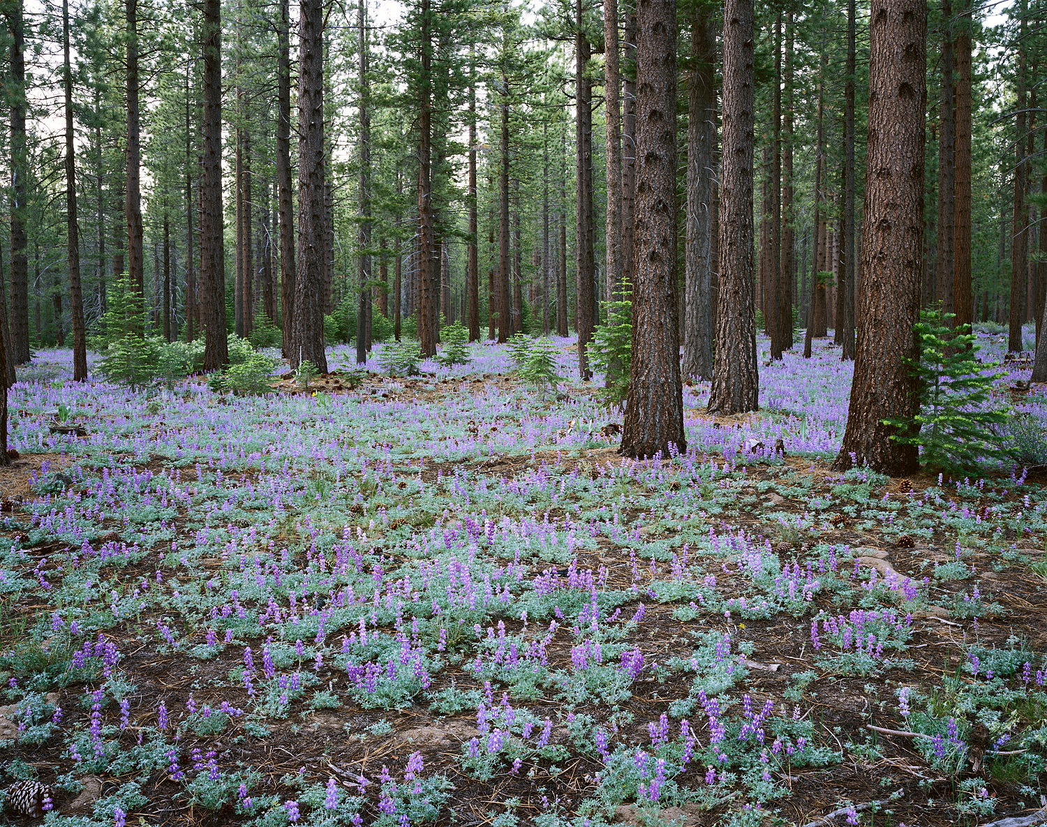 Dwarf Lupine and Pine Forest, Lake Tahoe