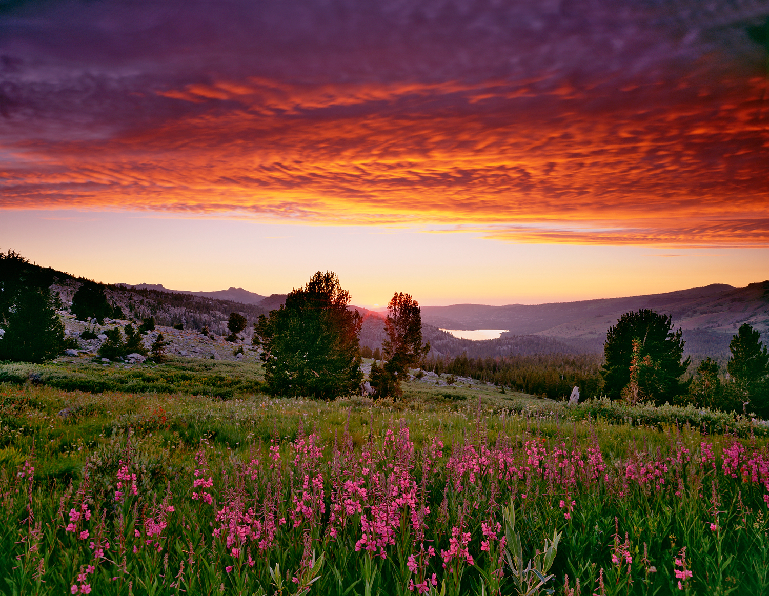 Fireweed Sunset