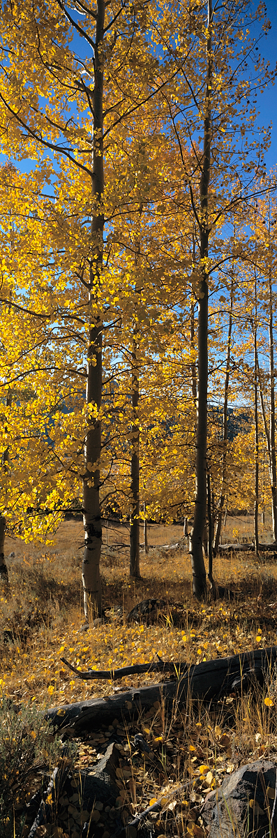 Hope Valley Aspens Vertical Panorama