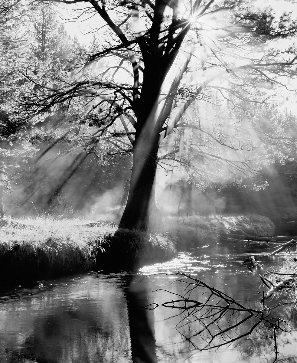 Steaming Tree, Light Rays and Reflections Black and White
