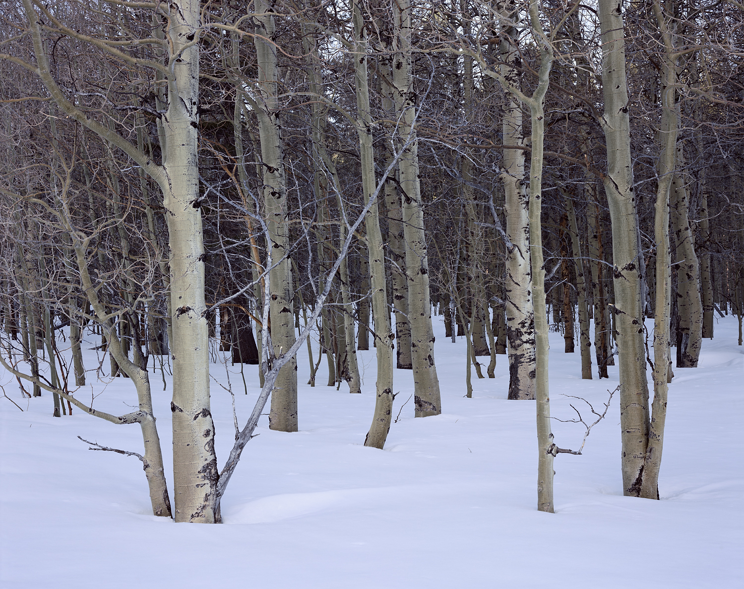 Quiet Aspens and Snow