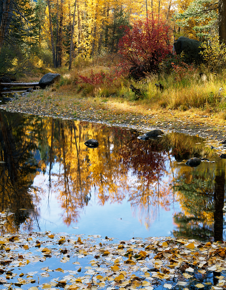 Fall Reflection, Upper Truckee River