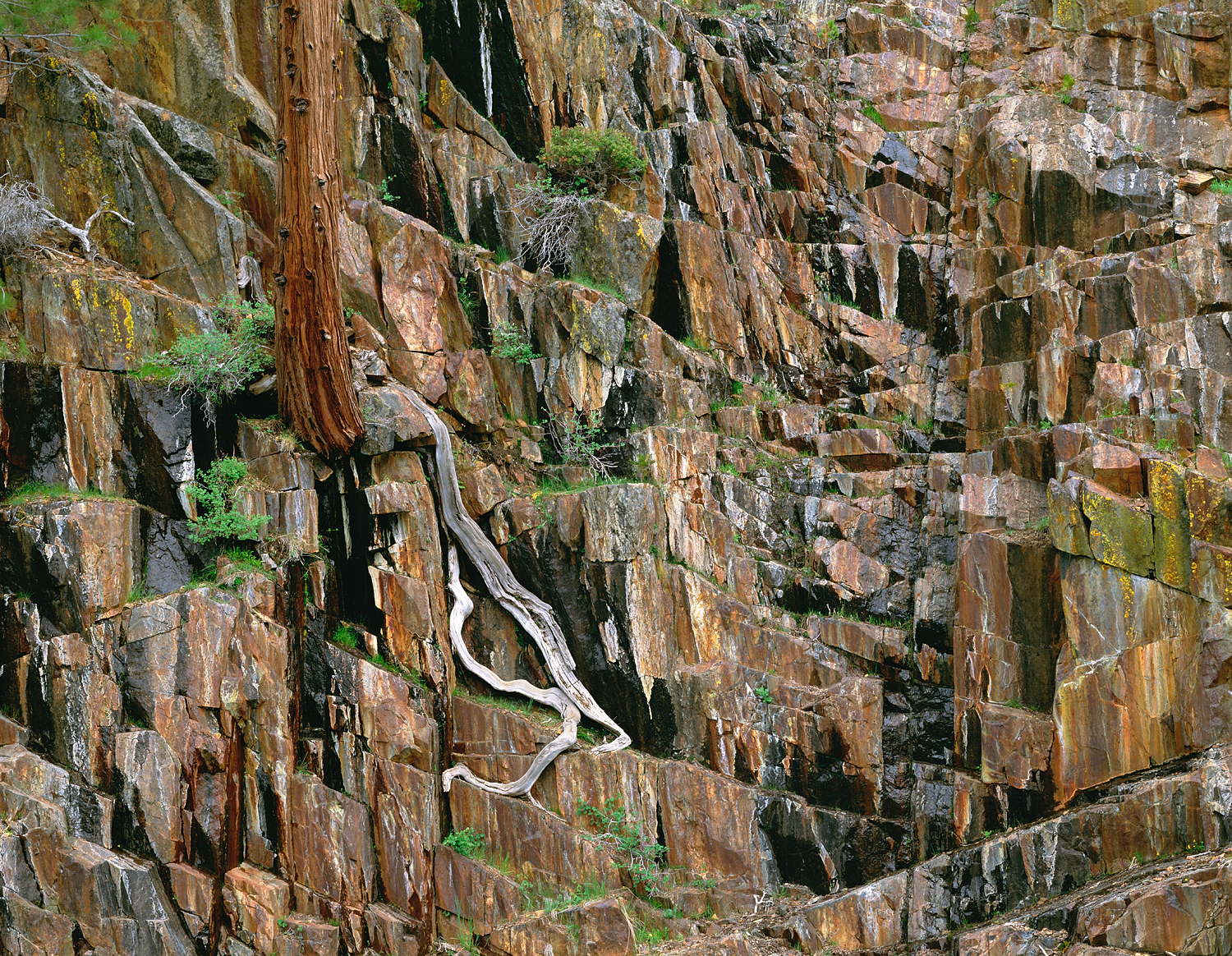 Tree on Cliff