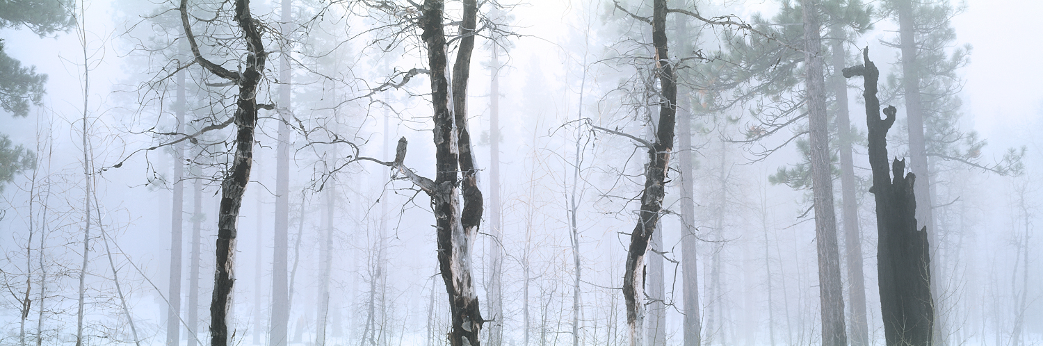 Foggy Forest Panorama