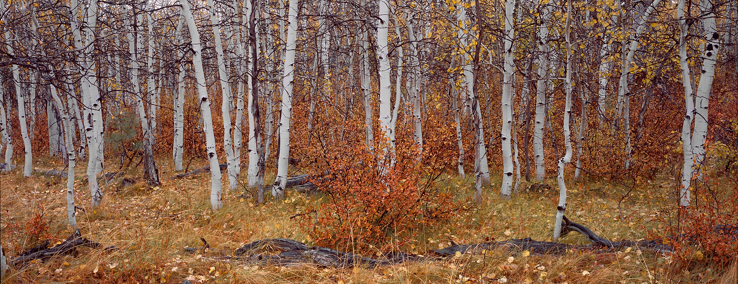 Cathedral Aspens Panorama