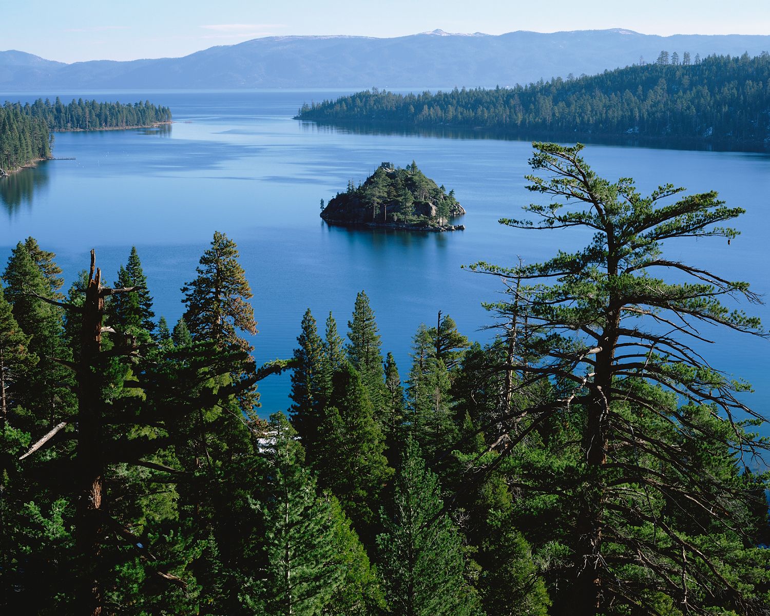 Sugar Pine, Emerald Bay, Lake Tahoe
