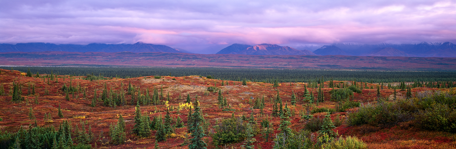 Fall Tundra, Pink Sky Panorama, Denali