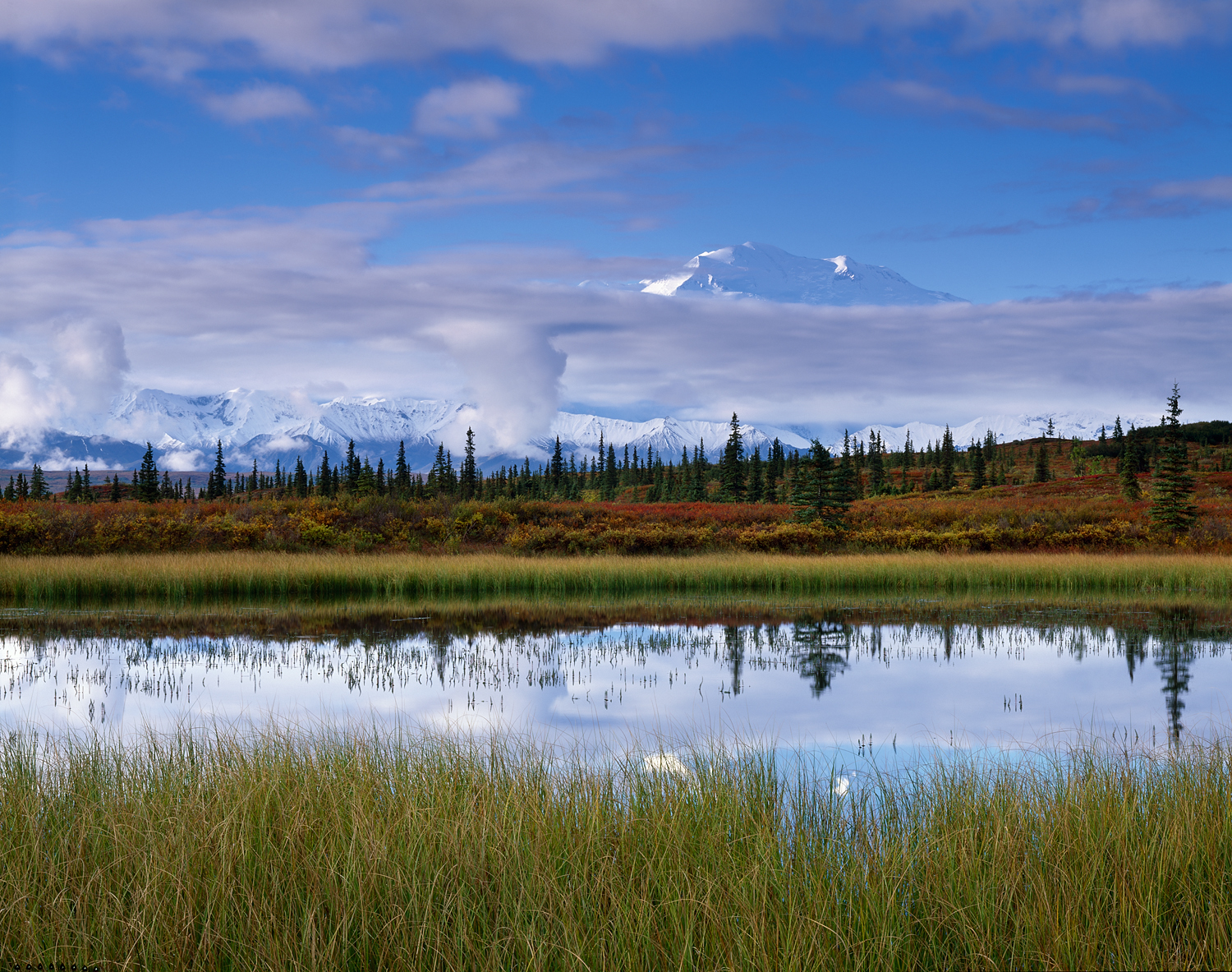 Morning, Grass and Pond, Denali