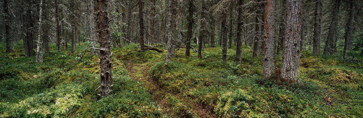 Brown Bear Trail Panorama, Katmai, Alaska