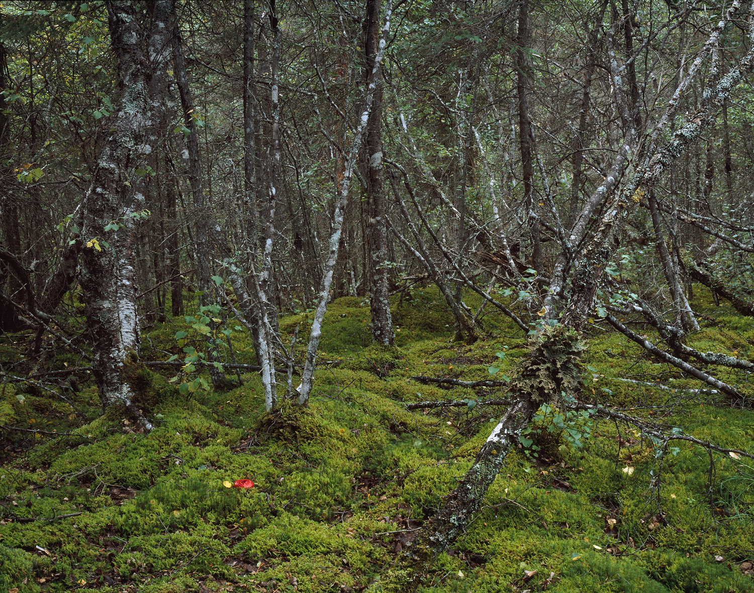 Moss and Forest Detail, Katmai, Alaska