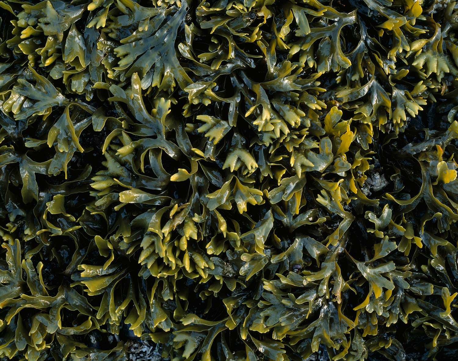 Crab Claw Kelp, Glacier Bay, Alaska