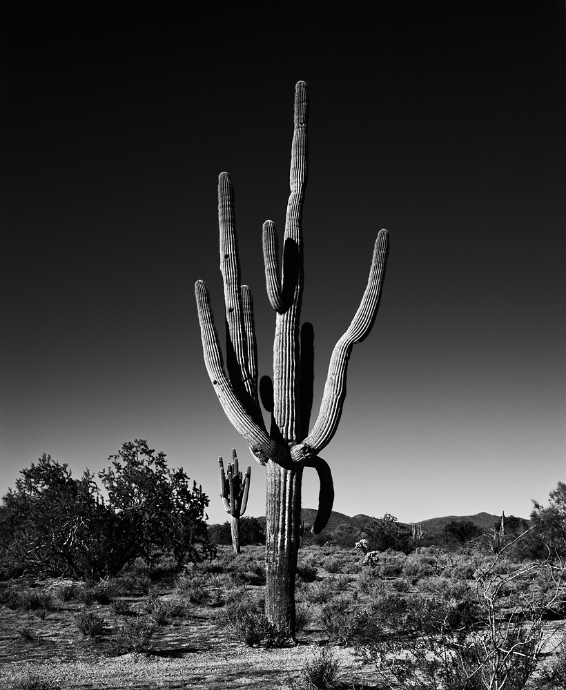 Saguaro I Black & White, Arizona