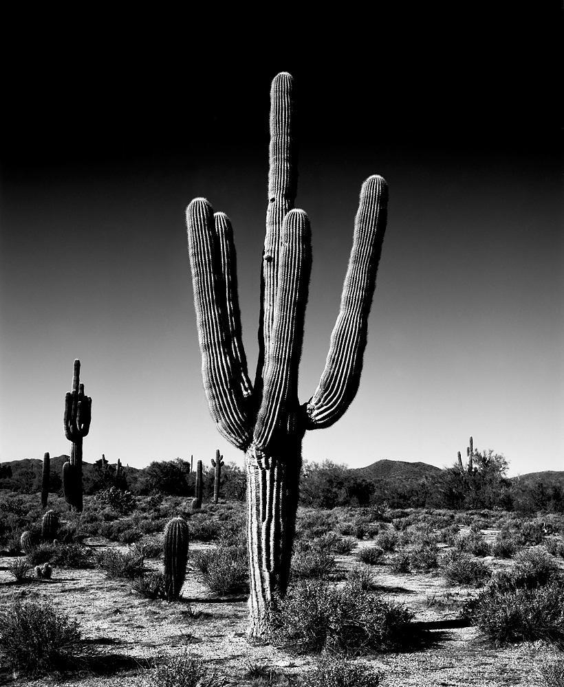 Saguaro III Black & White, Arizona