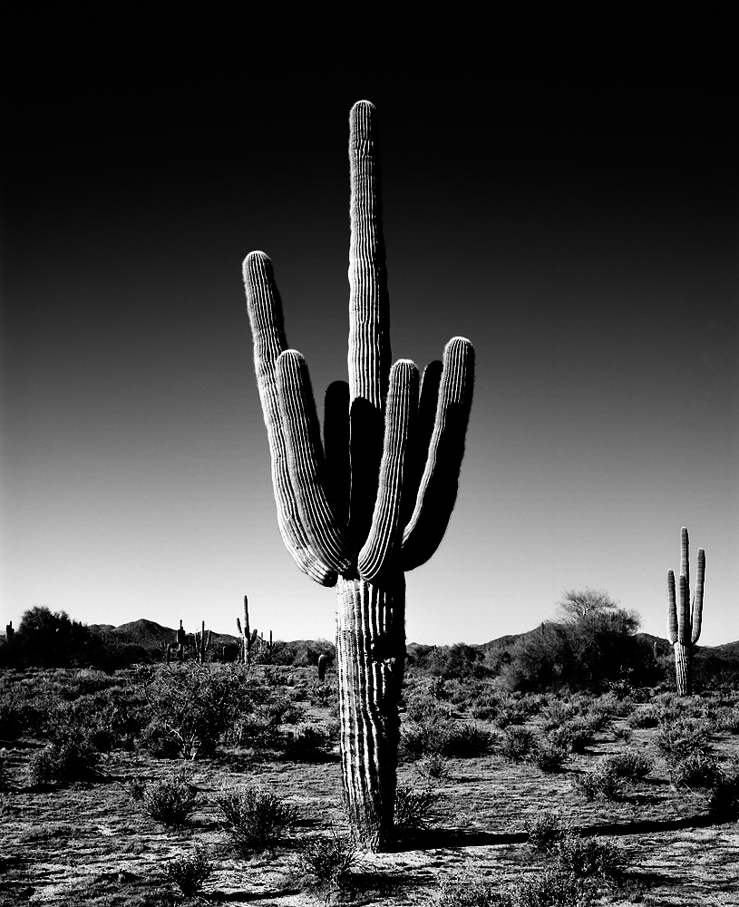 Saguaro IV Black & White, Arizona