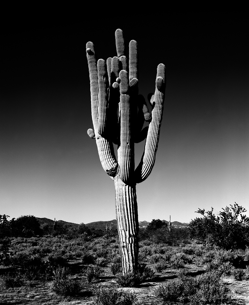 Saguaro Saguaro V Black & White, Arizona