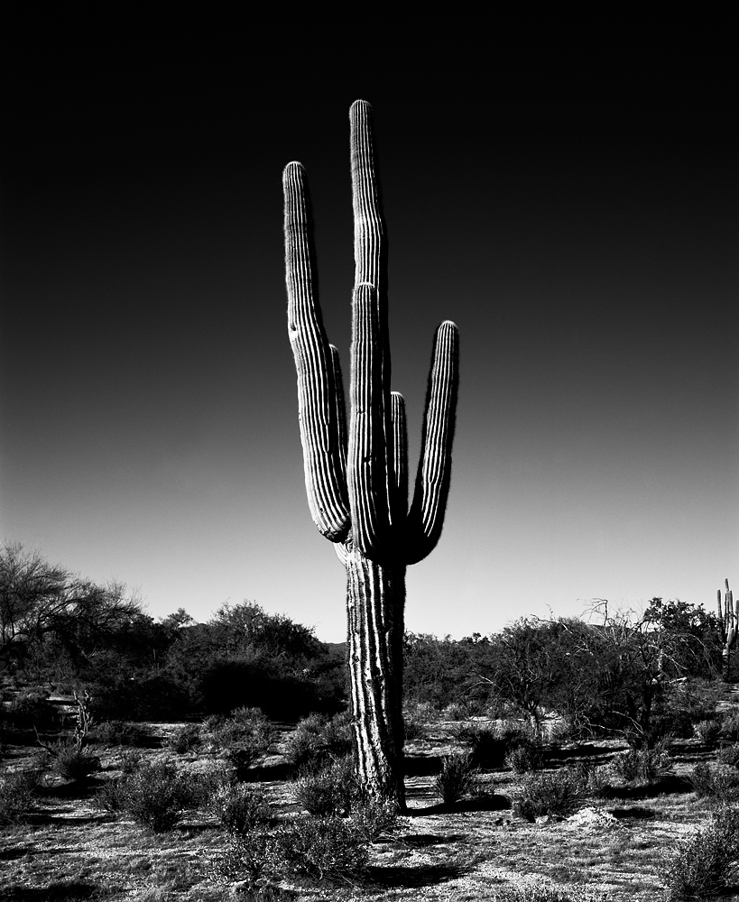 Saguaro VI Black & White, Arizona