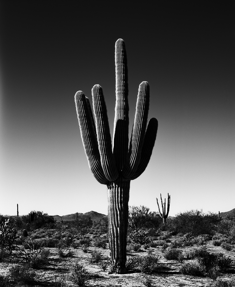 Saguaro VII Black & White, Arizona