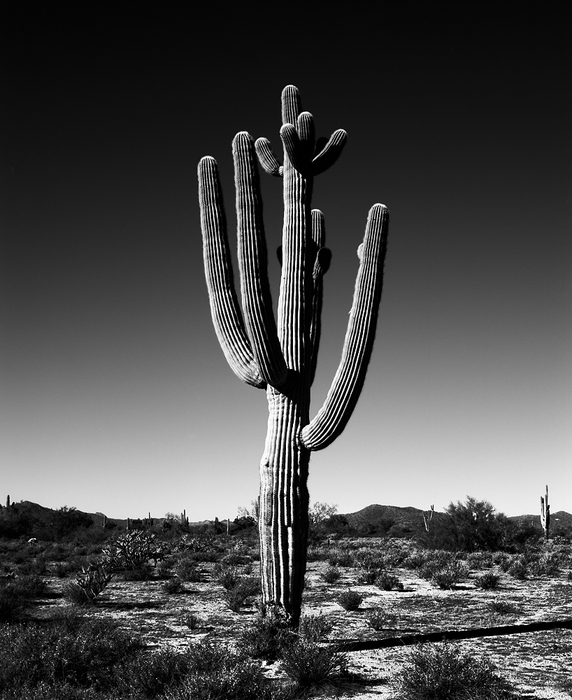 Saguaro VIII Black & White, Arizona