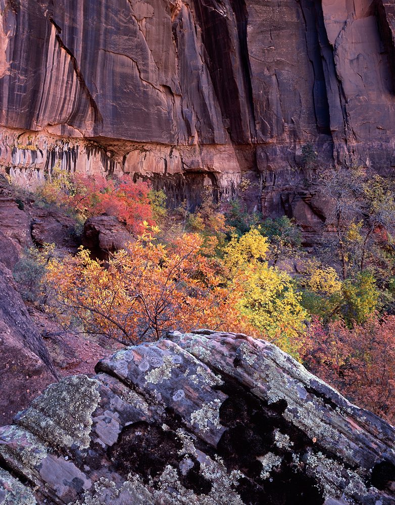 Colors of Zion, Zion National Park, Utah