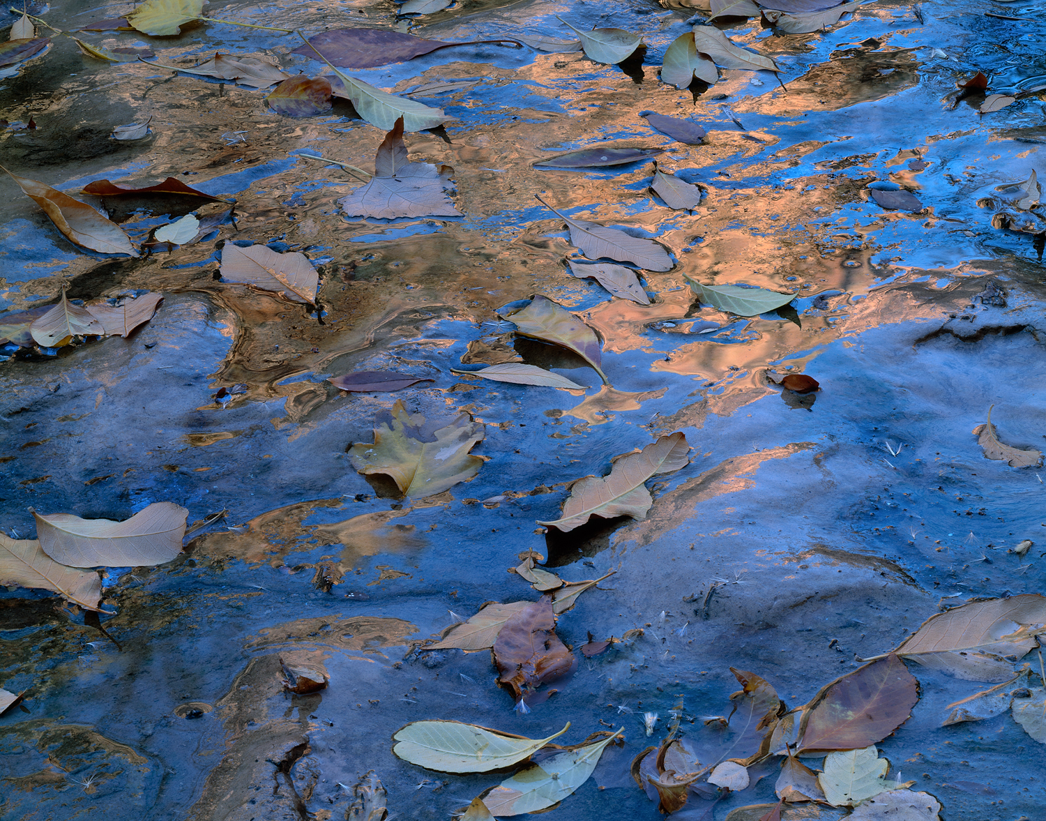 Fallen Leaves, Liquid Light, Zion National Park, Utah