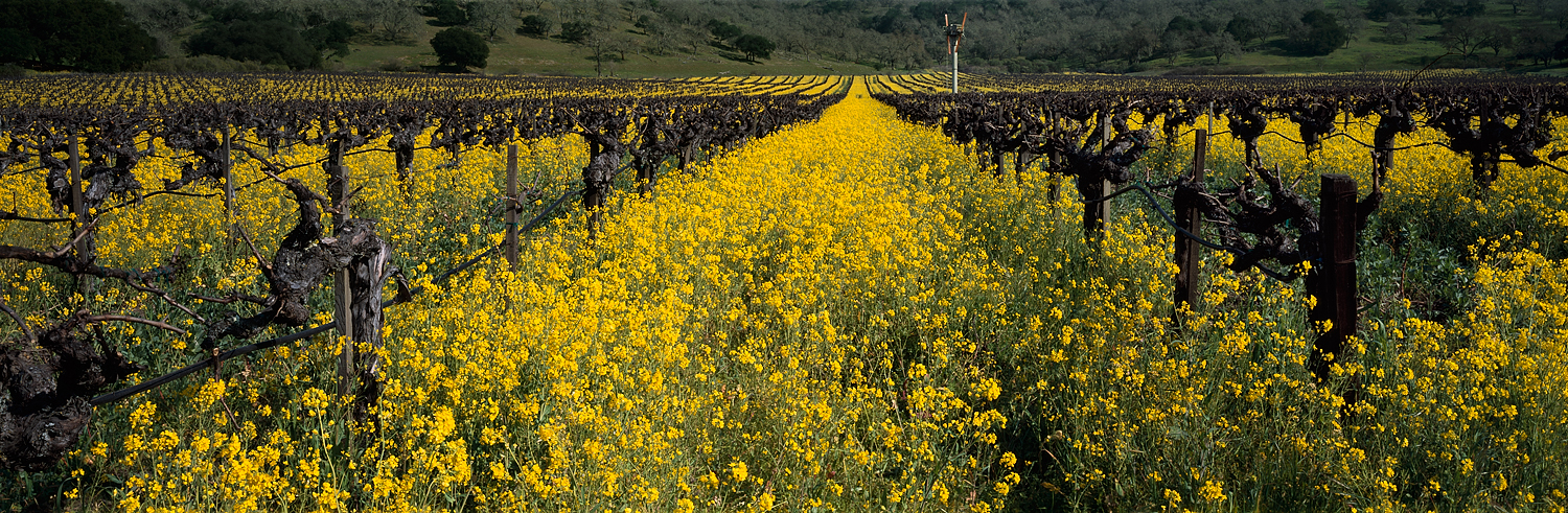 Mustard and Vineyard Panorama, Wine Country, California