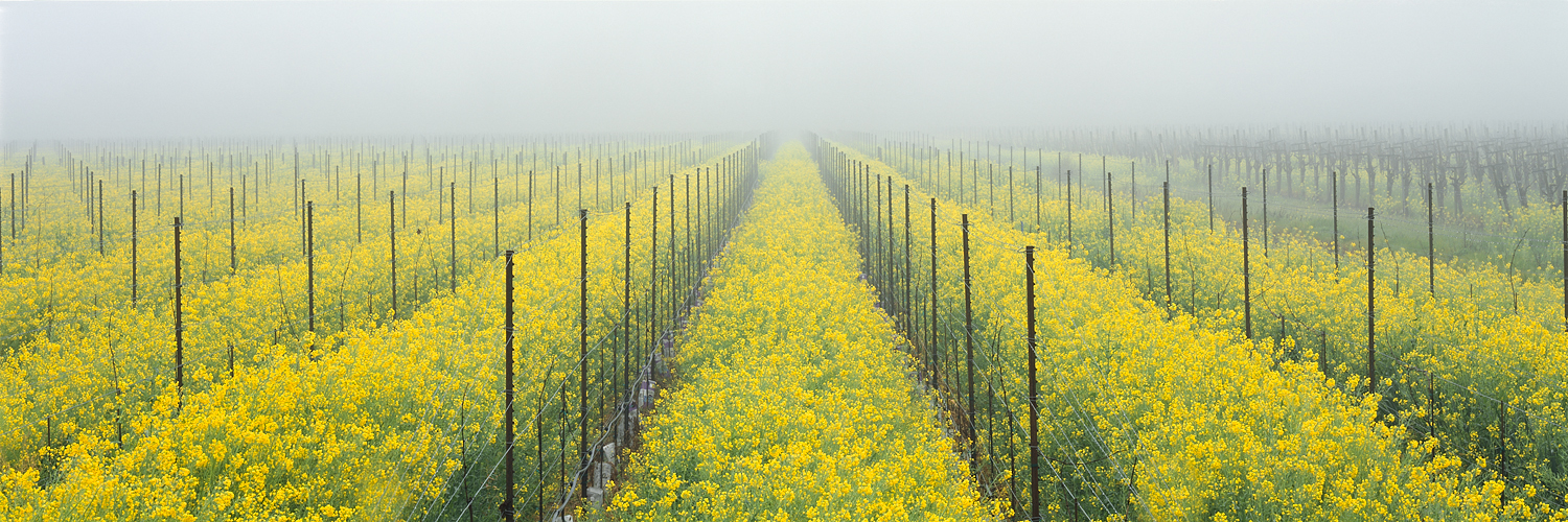 Mustard and Fog Panorama, Wine Country, California