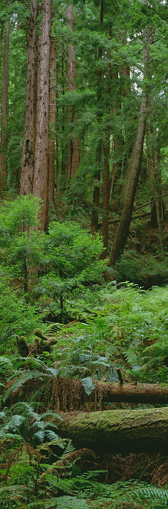 Redwood Forest Detail, Butano State Park, Big Sur, California