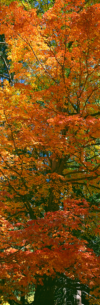 Autumn Riches, Yosemite Valley