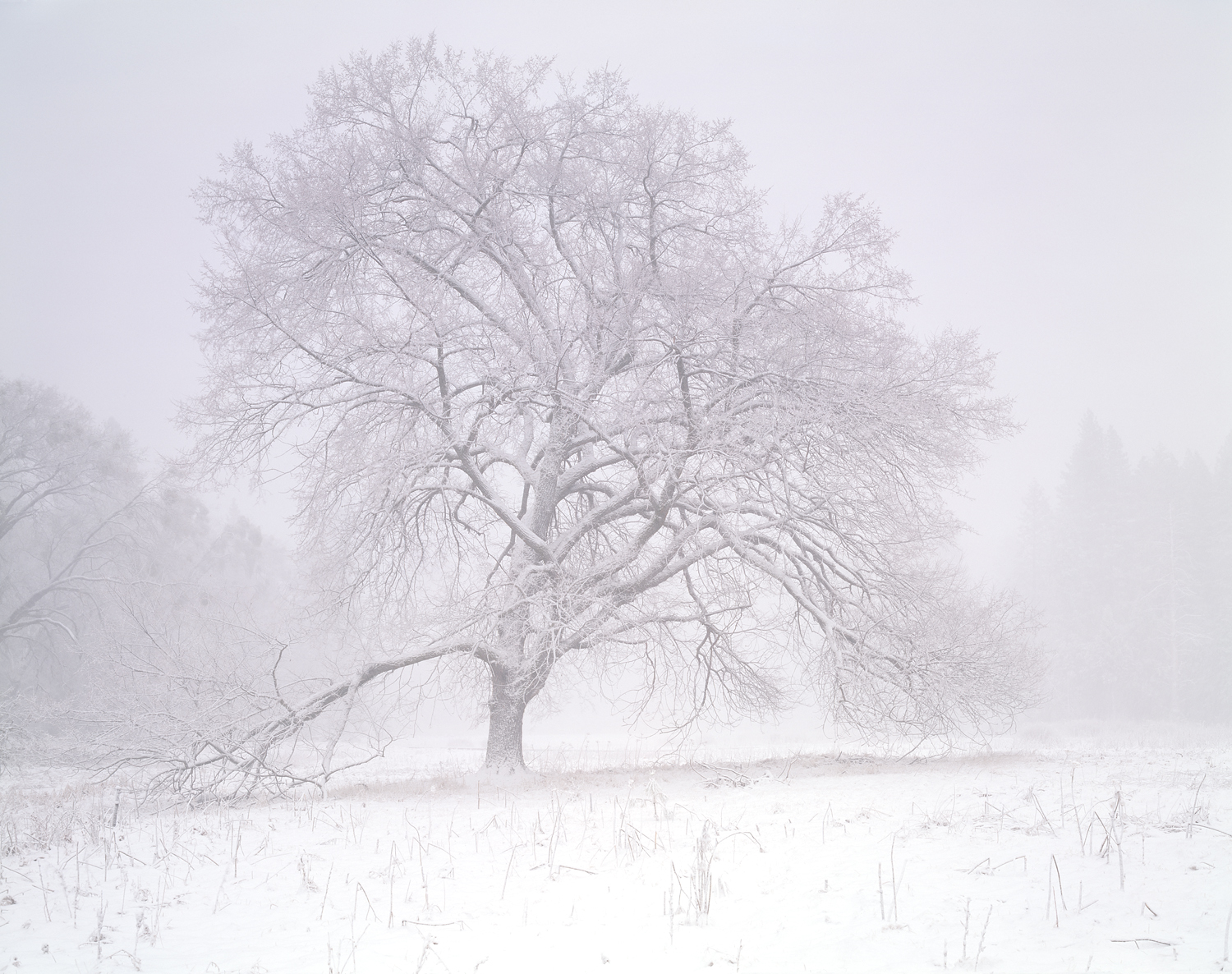 Elm Tree, Blizzard, Yosemite Valley