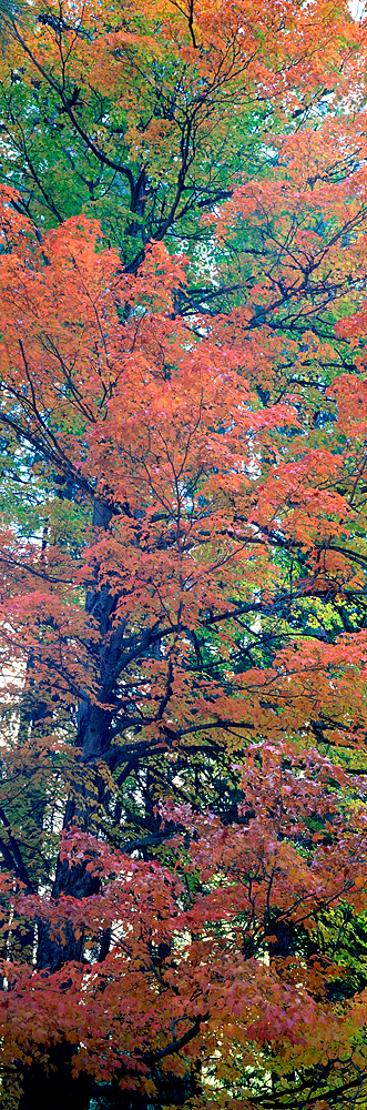 Maple Detail Panorama, Yosemite Valley