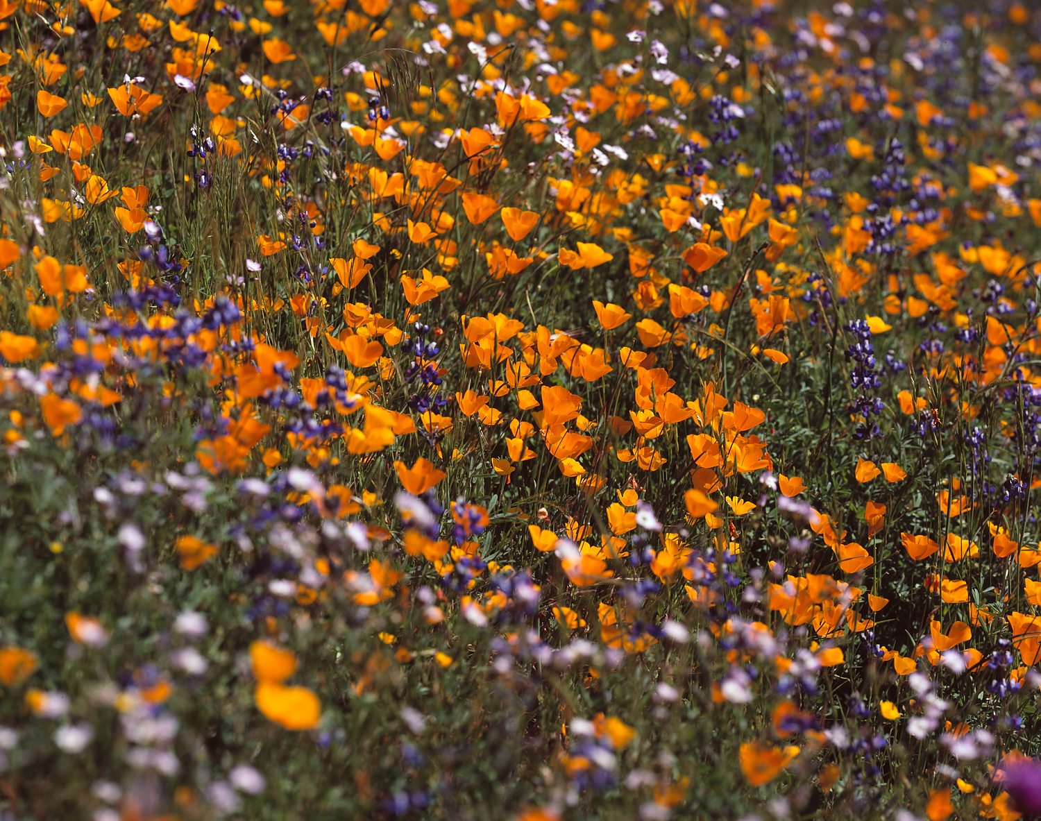 Monet's Poppies, Merced River Canyon, California