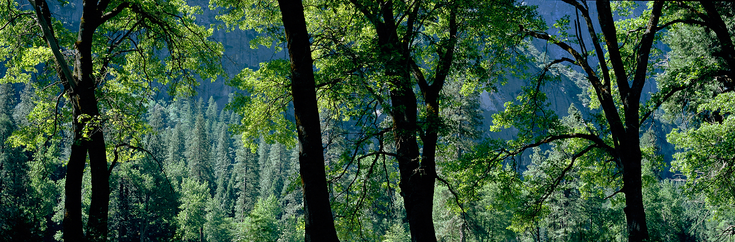 Oak Tree Silhouettes, Yosemite Valley