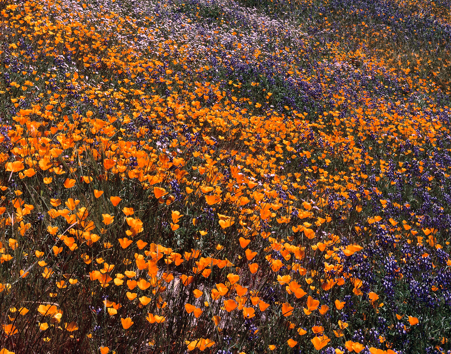 Wildflowers, Merced River canyon, California