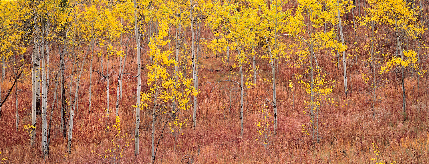Aspen Gold and Pink Undergrowth