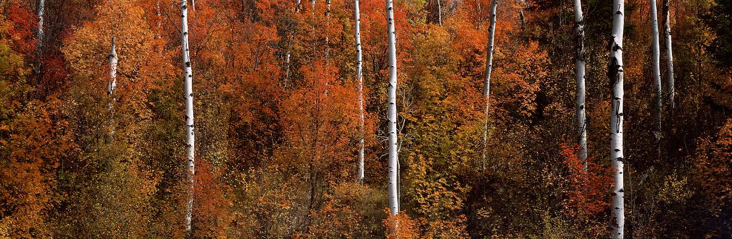 Fall Maple and Aspen Panorama