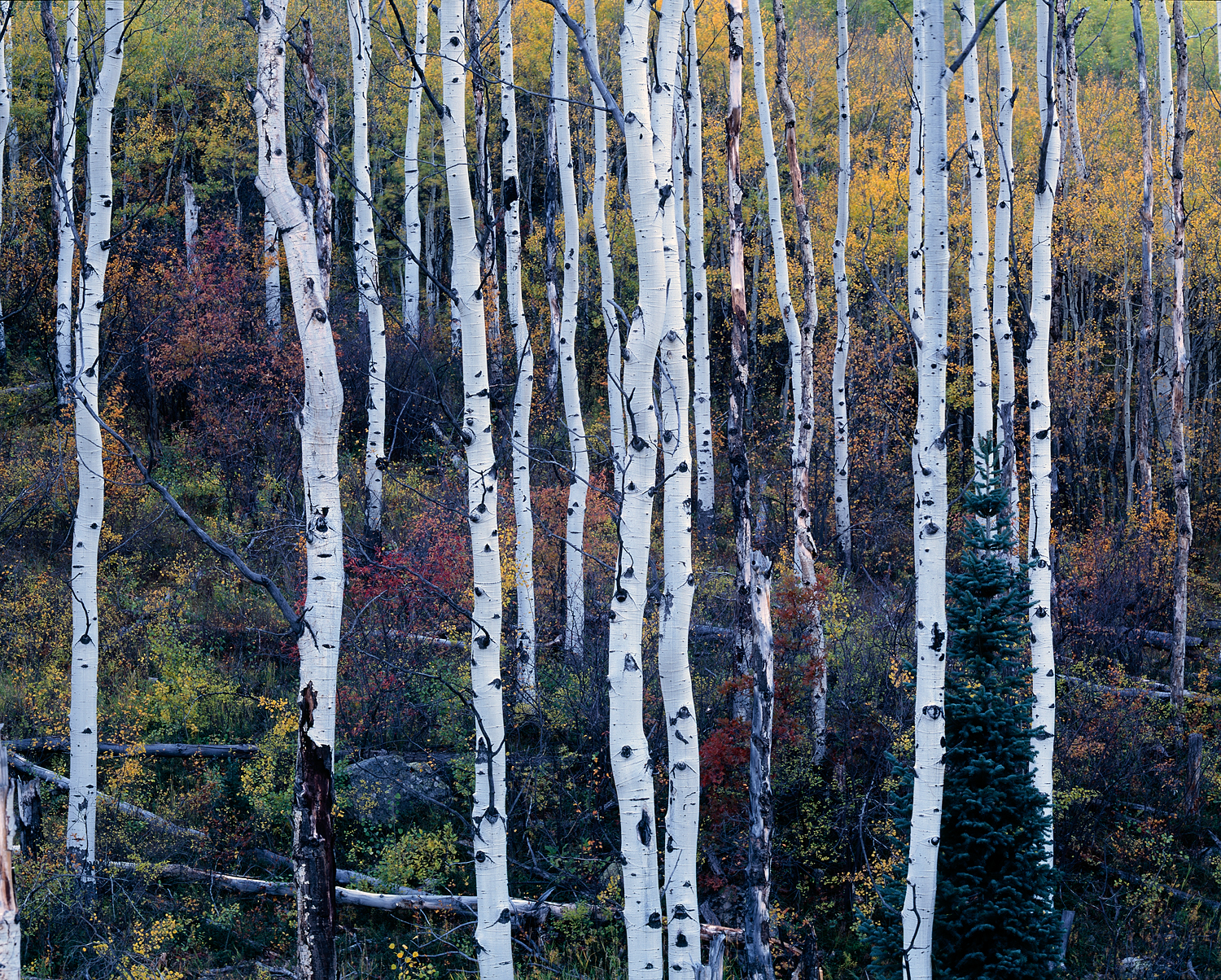 Mountain Tapestry, Colorado