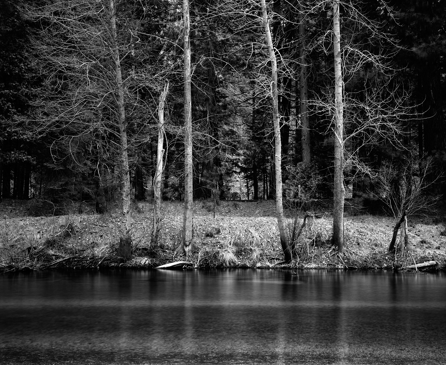 Trees on Merced River Black and White