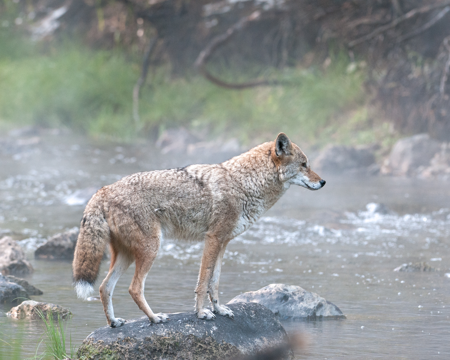 Alpha Coyote in Mist, Taylor Creek, Lake Tahoe