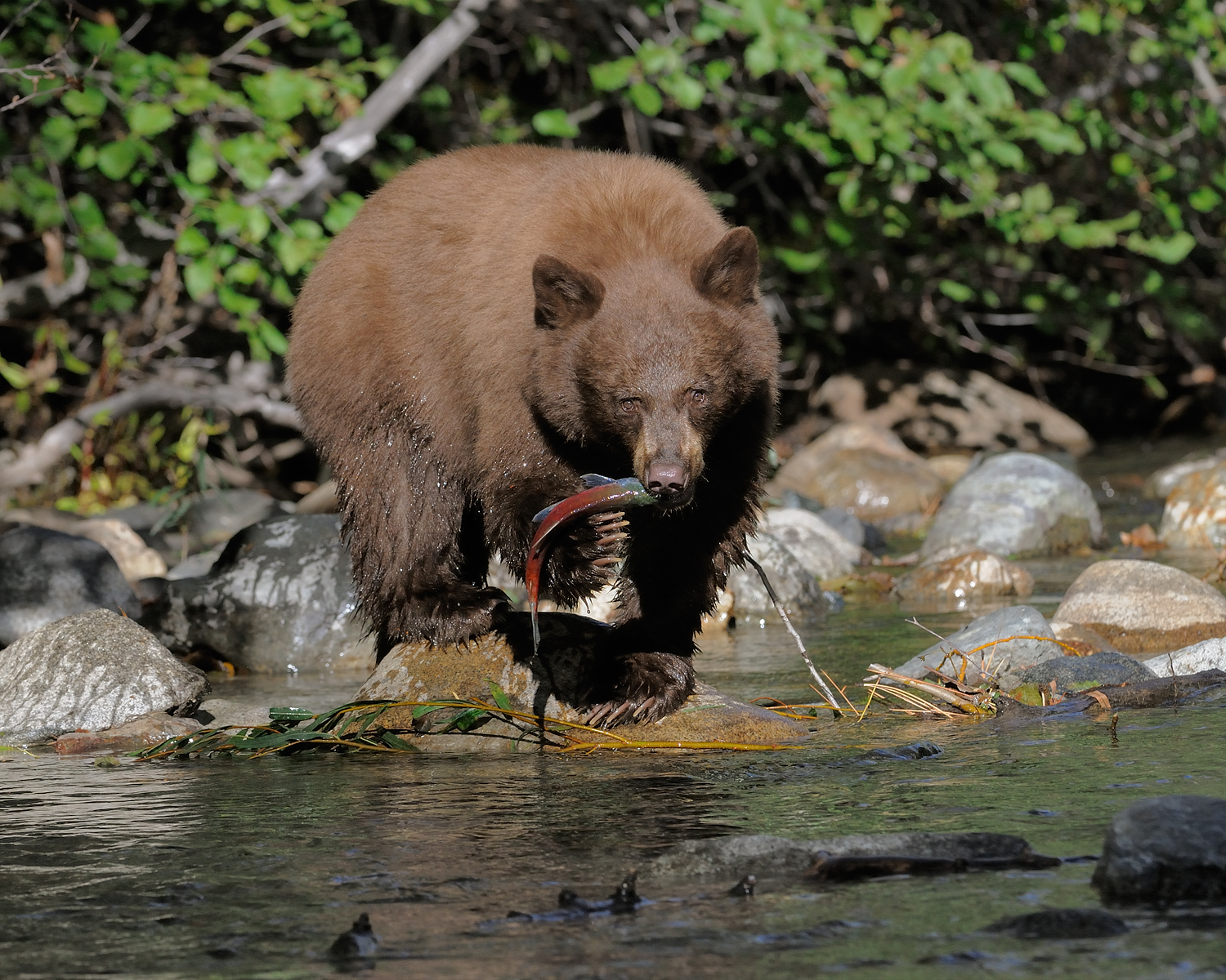 Black Bear with Salmon, Taylor Creek, Lake Tahoe